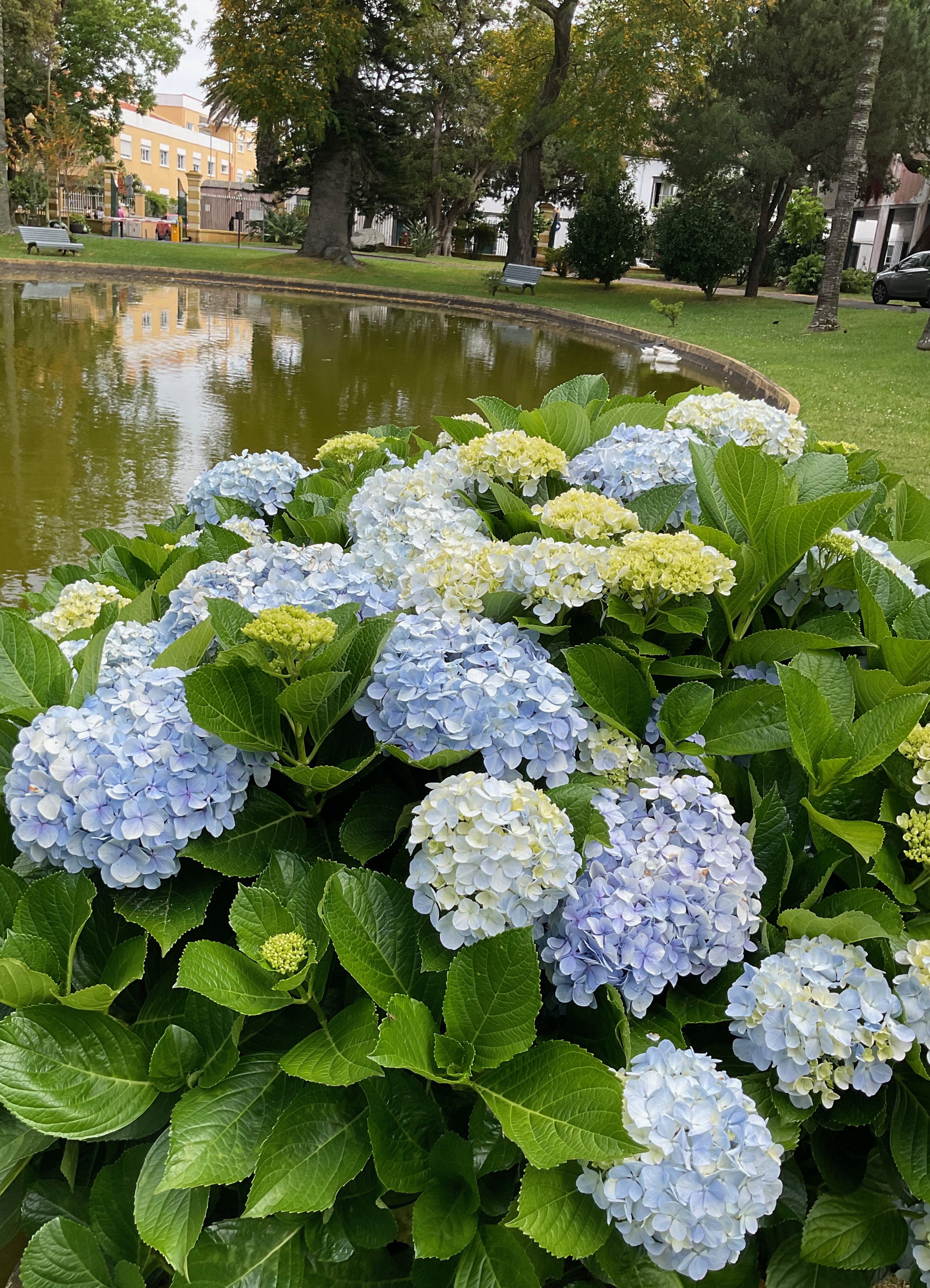 A photo of lush hydrangeas blooming in the foreground with a duck pond and manicured lawn in the background, and old buildings on the horizon.